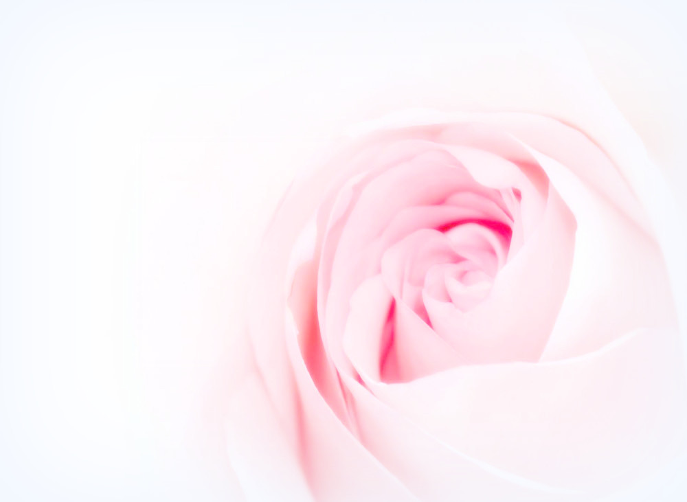 roze.jpg